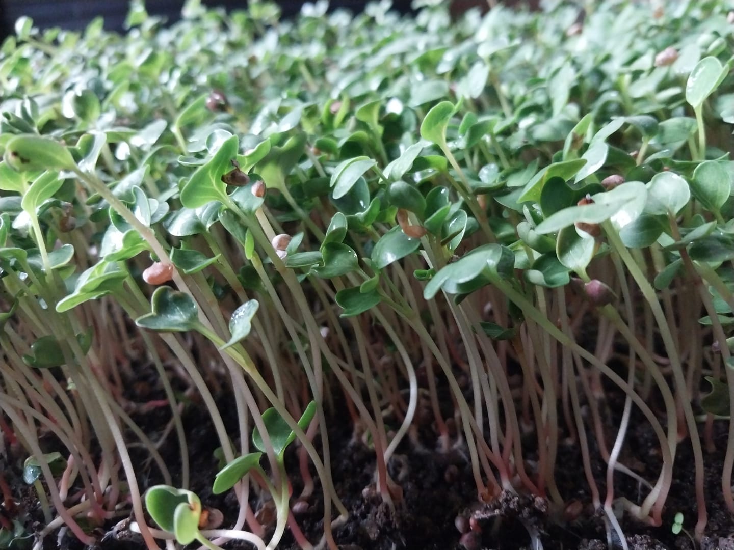 Cultivo de microverdes